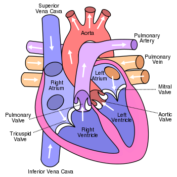 heart diagram with labels. heart diagram with labels