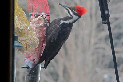 Winter: pileated woodpecker at suet