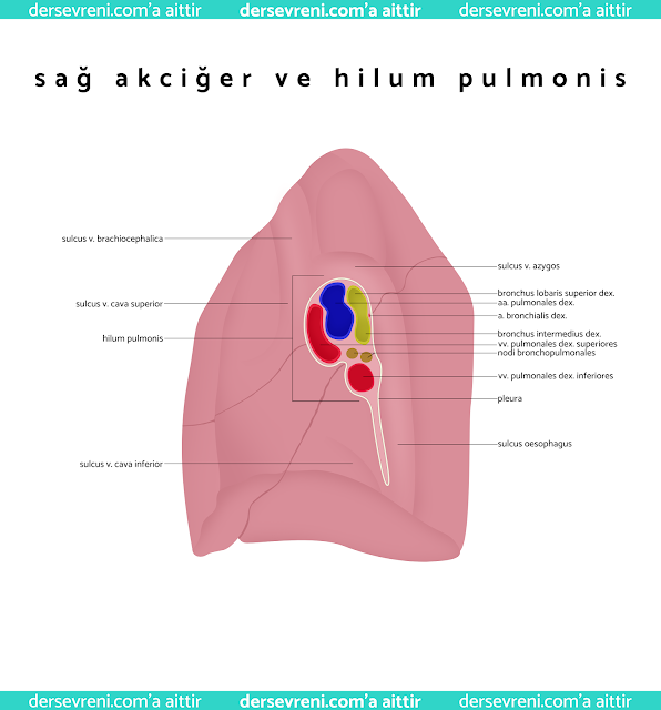 hilum pulmonis ve sağ akciğer