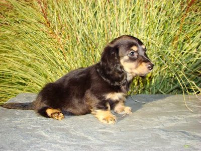 mini long haired dachshund puppies. mini long haired dachshund