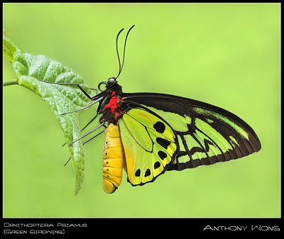 butterfly wallpaper. Colorful Butterfly Close – Up