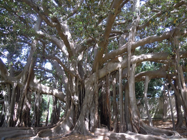 Palermo orto botanico  meraviglia