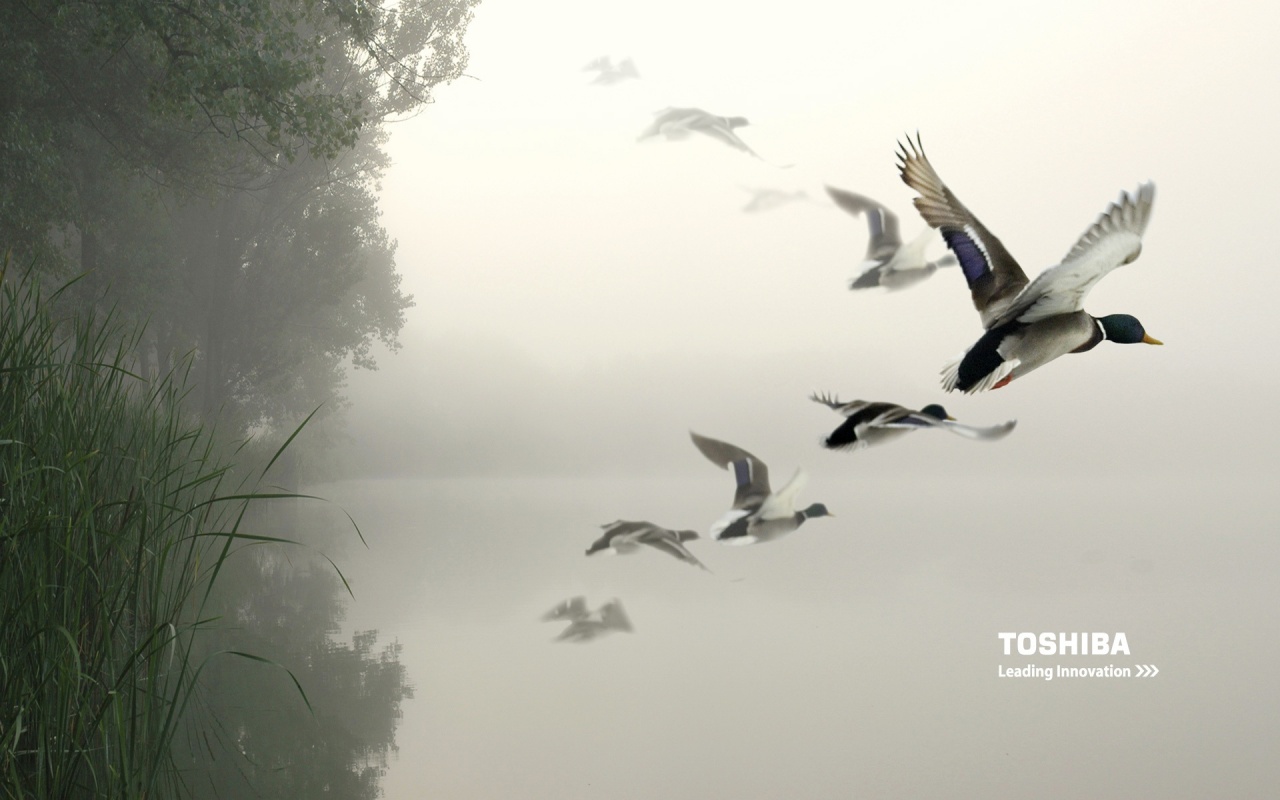 toshiba birds in the air 1280x800 wallpaper 467