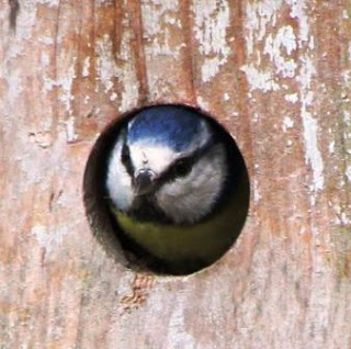 http://www.lifeofpottering.co.uk/2014/04/wildlife-in-garden.html