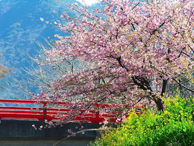 Spring Flower Sakura Photos by cool wallpapers at cool and beautiful wallpapers