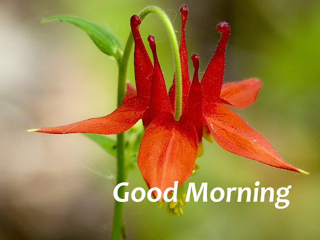 Latest Best Good Morning Wishes.