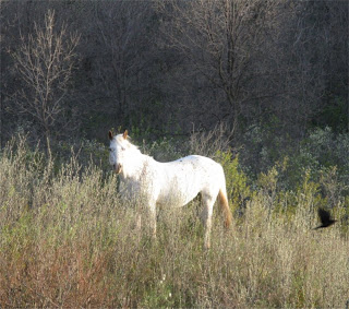 White Horse Bird