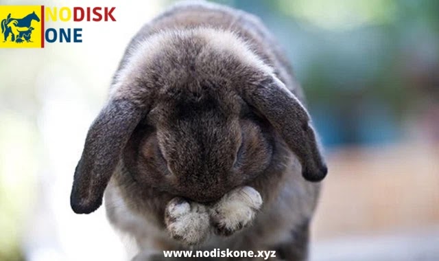 Diagnosis Of Scratching In Rabbits