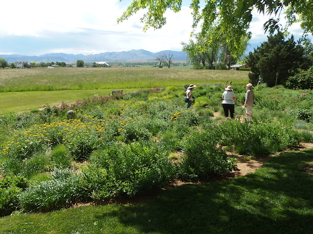 Prairie planting with mountain view