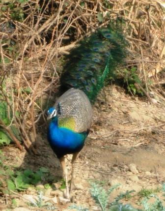 Peacock by the Parikrama Path
