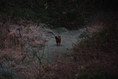 Fox walking away through the vegetation at the Butterfly Park