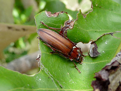 Longhorn beetle