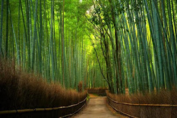 Hutan Bambu Keputih Surabaya, Spot Bagus untuk Berfoto