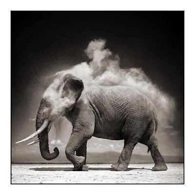 Wild Animals Elephant Picture