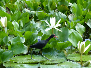 Jacana jacana - Jacana noir