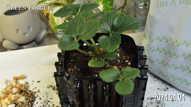 Transplanting a strawberry seedling into a breathable root pot