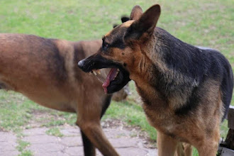 Αγέλη σκύλων «μπούκαρε» μέσα στο ΠΑΓΝΗ, κινδύνευσε ένας ασθενής!