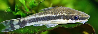 Ikan Oto (Otocinclus Affinis)