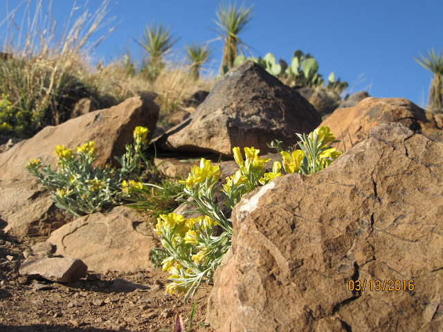 Fendler's Bladderpod