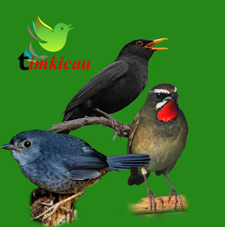 Download dan dengarkan 3 jenis suara burung manca negara