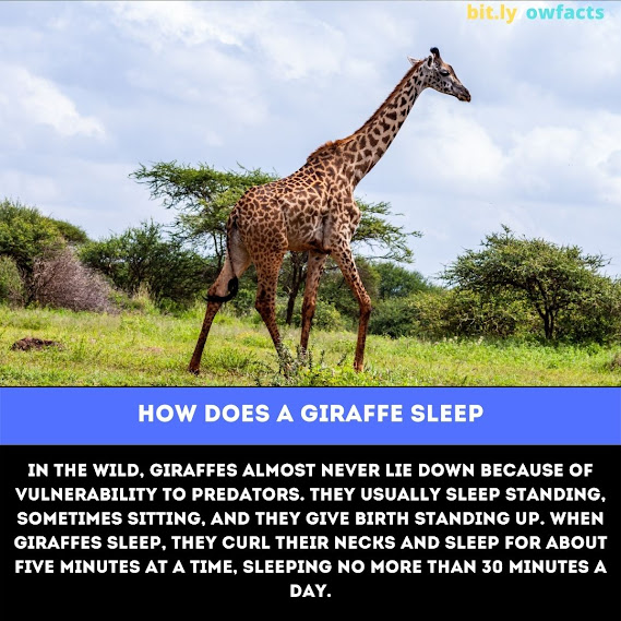 WTF Fun Fact: How does a giraffe sleep