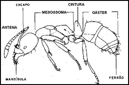 formiga01