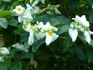 Mussaenda blanc - Mussaenda philippica