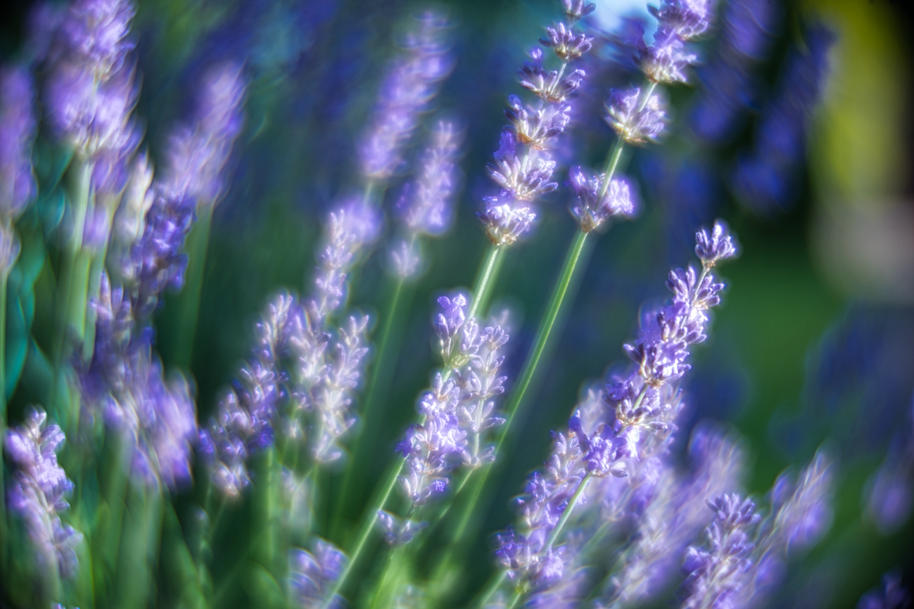 Täglich ein Bild — 14.06.2022 — 165.Tag — Bild #165 — Glühender Lavendel