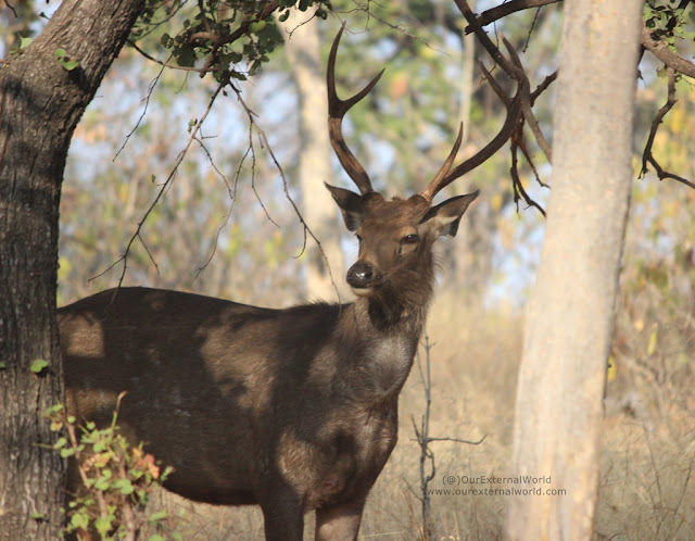 Panna Tiger Reserve