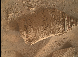 Omnipresent Wood Tissue Remains on Mars