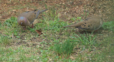 pair of mourning doves