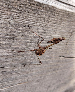 A preying mantis on one of the raised beds