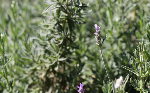 Lavender Flowers