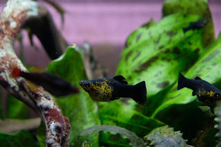 gambar ikan guppy hitam di akuarium