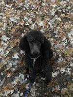 Black Poodle sitting in the leaves