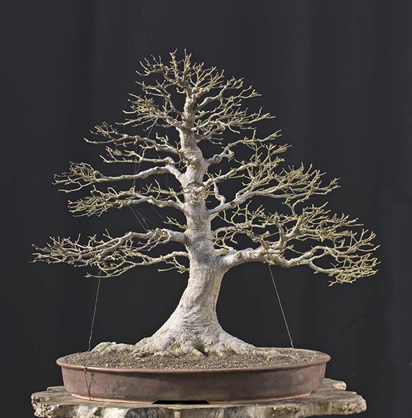 japanese maple bonsai for sale. japanese maple bonsai for sale