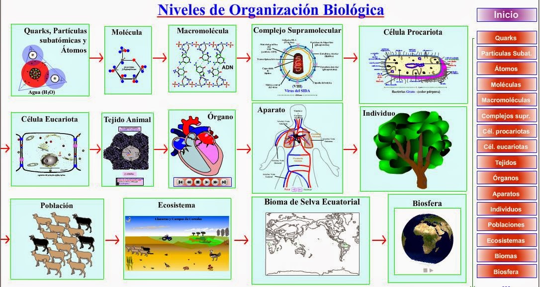 http://cienciasnaturales.es/ORGANIZACIONBIO.swf