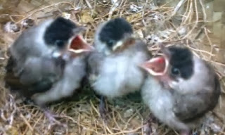   Merawat Burung Pentet Lolohan