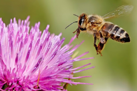 Pentingnya keberadaan Populasi Lebah di Bumi