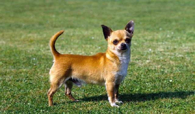 Chihuahua dog cute - perro chihuahua tierno