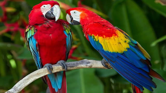 Scarlet Macaw