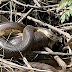 Phát hiện loài rắn lớn nhất thế giới ở rừng nhiệt đới Amazon