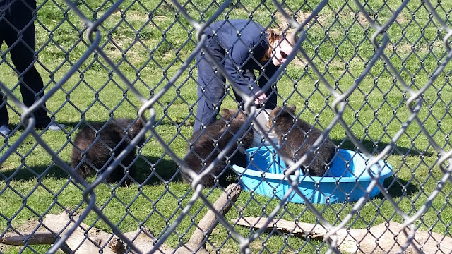 WSU bear research facility