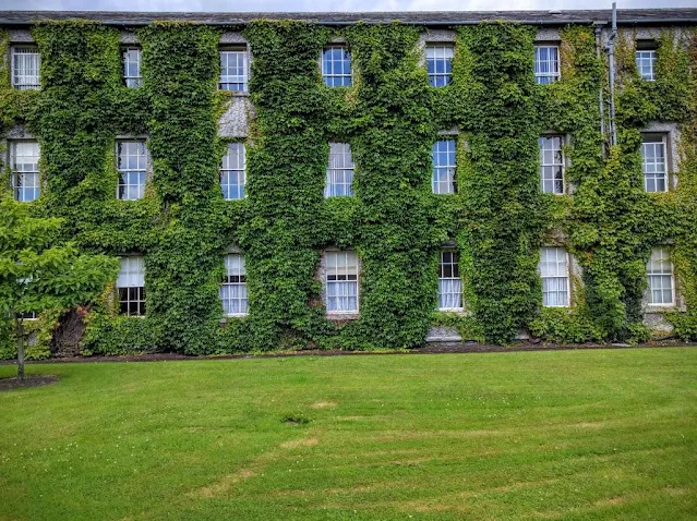 Ivy covered building at Maynooth University