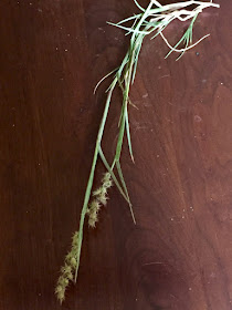 sandburs on the plant (shown upside down)