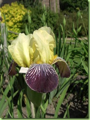 Botanisk have 7 juni 09 005