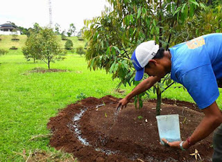 Cara Dan Takaran Pemupukan Pohon Durian Yang Gres Ditanam