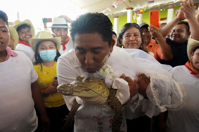 Man Marries Alligator Dressed in White Wedding Gown, Kisses It In Front of Cheering Guests (Photos) 