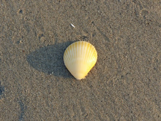 Coquillages du Panama