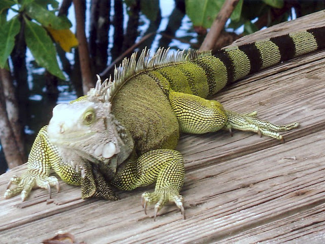 Iguane sur l'île de Culebra, Porto Rico